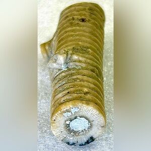 Crinoid fossil stem.